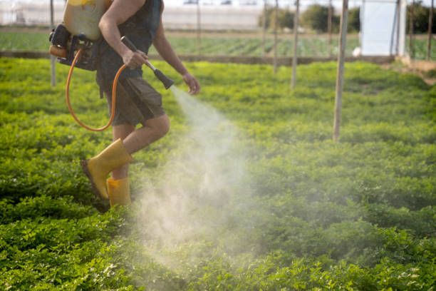Best Pest Prevention Services  in Payson, AZ