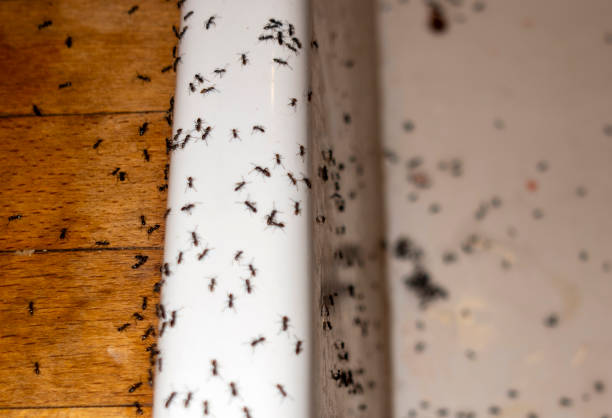 Best Pest Removal Services  in Payson, AZ